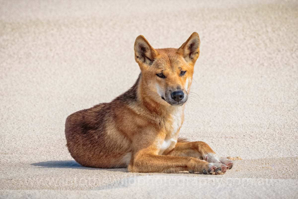 Dingo, Kgari