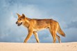 Sandy Cape, Dingo, Kgari