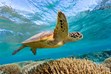 Green Sea Turtle, Lady Elliot Island, Wildlife Photography