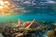Underwater Photographers, Lady Elliot Island, Green Sea Turtles