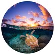 Green Sea Turtle at Sunset, Lady Elliot Island