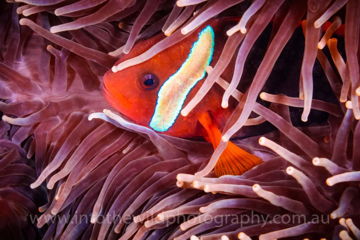 Clown Fish, Lady Elliot Island