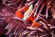 Clown Fish, Lady Elliot Island