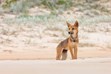 Dingo Puppy, Fraser Island, Wildlife Photos