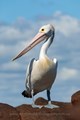 Hervey Bay Photographers, Pelicans, Nature Photography