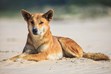 Fraser Island Dingo Photos, Nature Photography