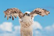 Australian Osprey, Bird Photography, Hervey Bay