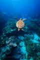 Wildlife Photography, Sea Turtle, Lady Elliot Island