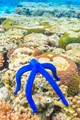 Blue Sea Star, Lady Elliot Island, Underwater photography