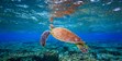 Underwater Photography, Green Sea Turtle, Lady Elliot Island