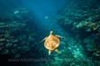 Sea Turtle, Great Barrier Reef Photos, Lady Elliot Island
