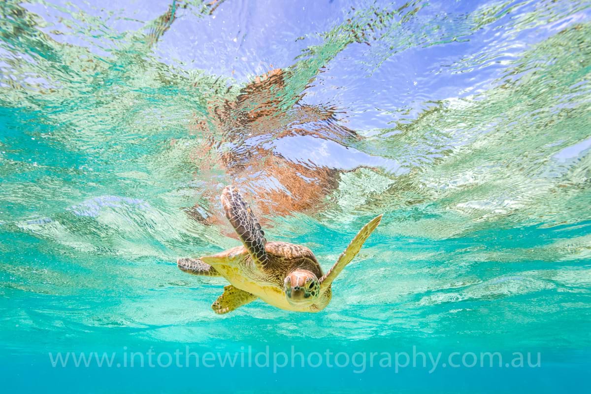 Green Sea Turtle, Lady Elliot Island, Underwater