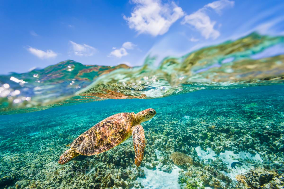 Underwater photographer, Lady Elliot, Turtle