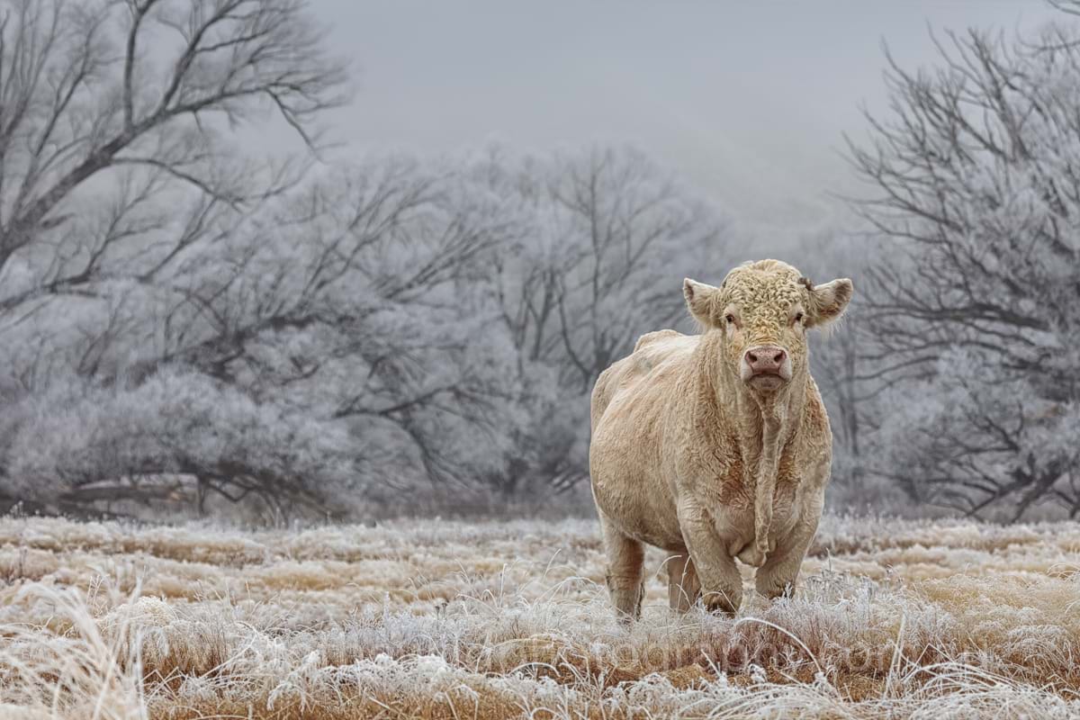 Nature Photography New Zealand Winter
