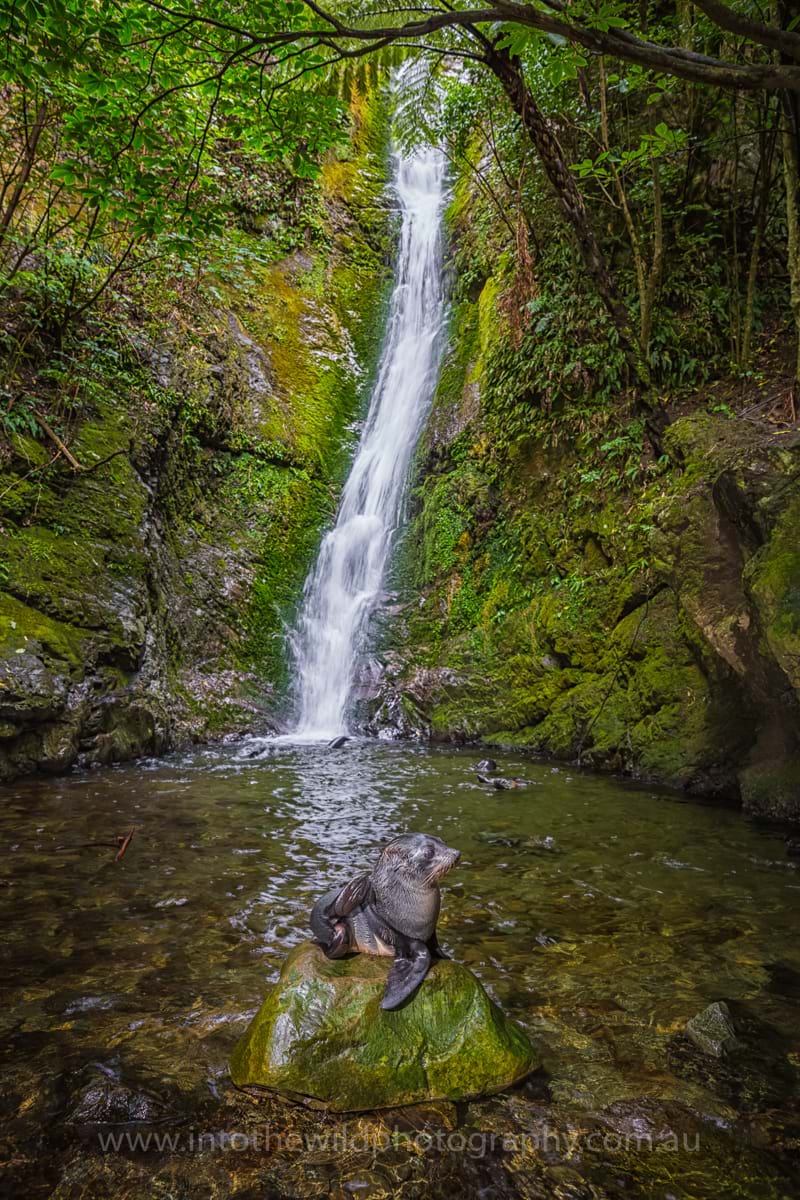 Fur Seal Pup, Kaikoura, Wildlife Photography, New Zealand