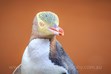 Yellow Eyed Penguin, New Zealand Wildlife Photography