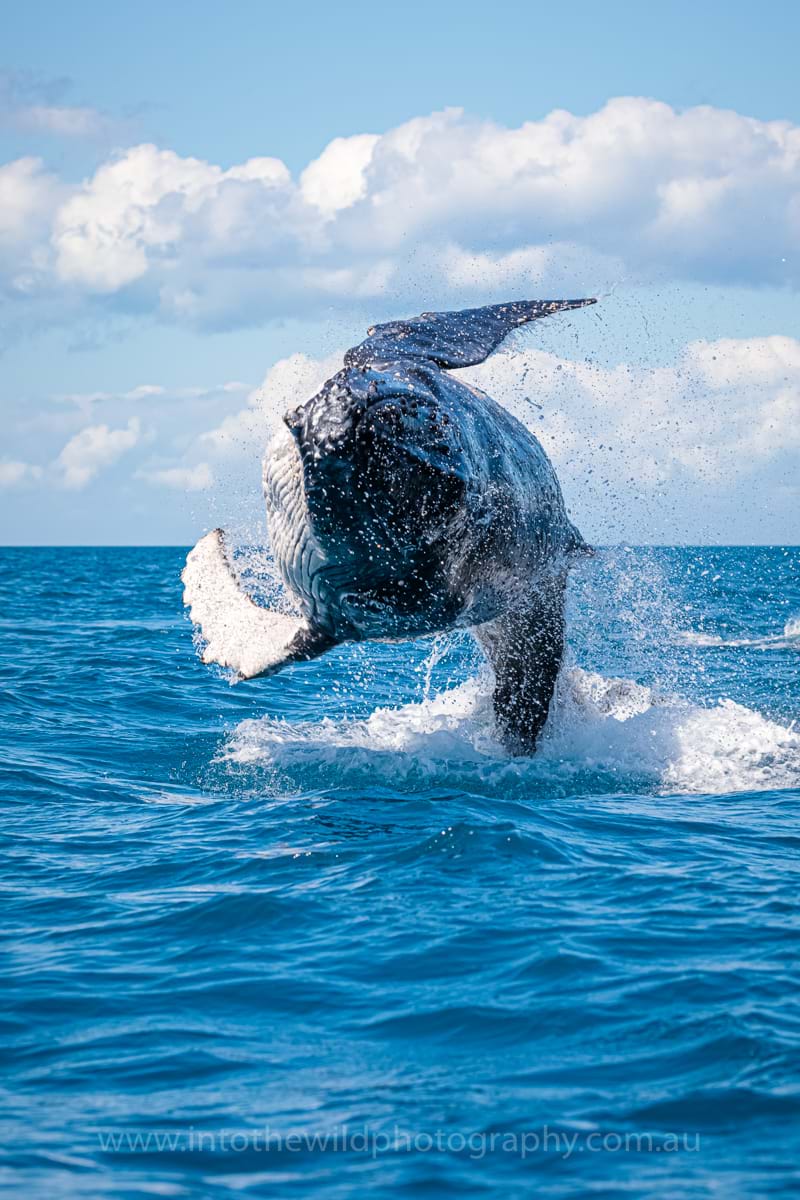 Humpback Whale Breaching