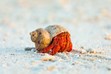 ITWP_24-10 Strawberry Hermit Crab