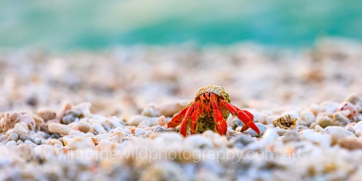 ITWP_24-11 Hermit Crab