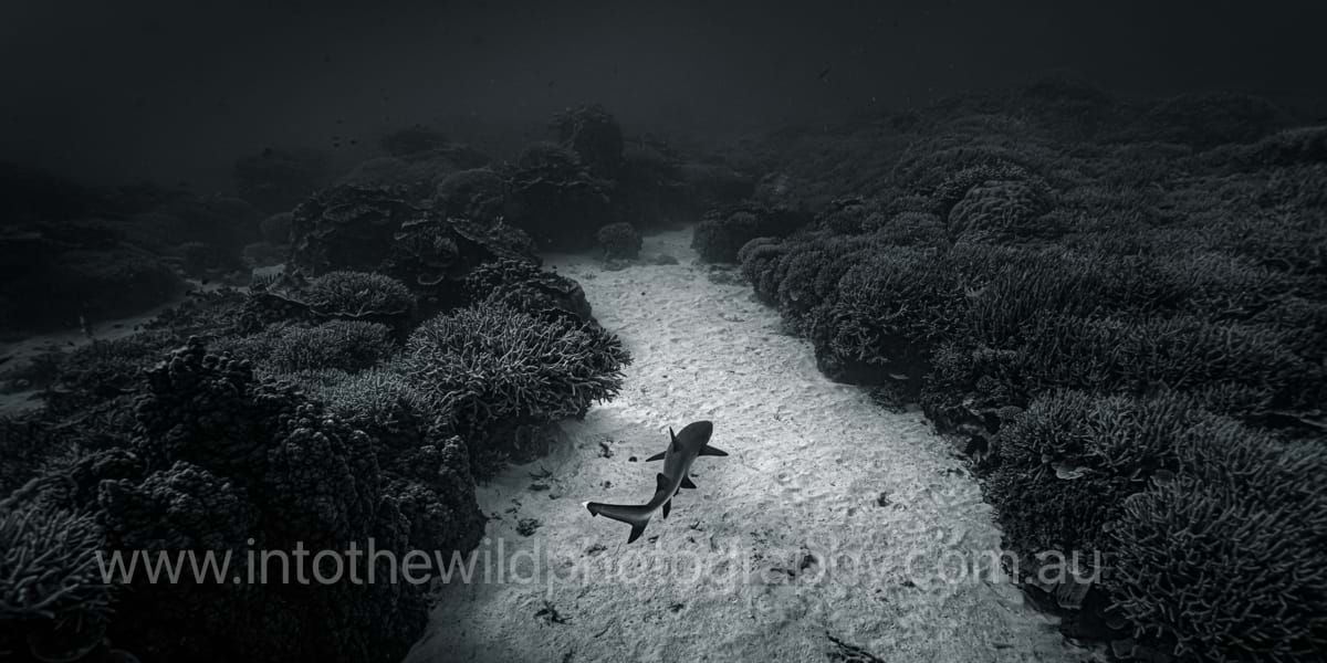 ITWP_24-12 White Tipped Reef Shark