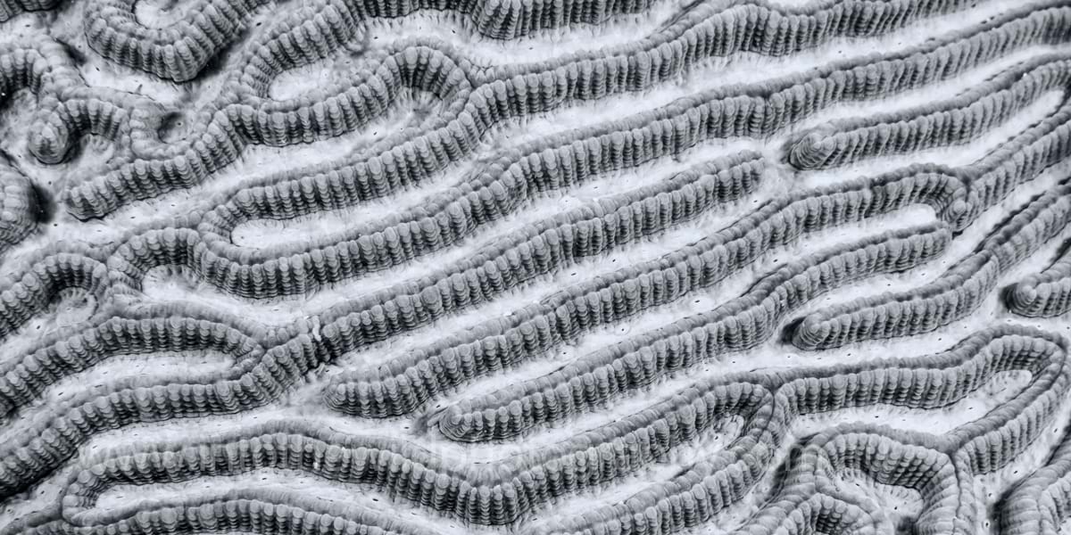 ITWP_24-18 Coral Detail