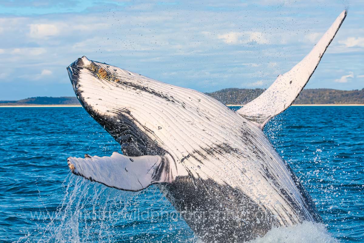 Humpback whale watching Hervey Bay