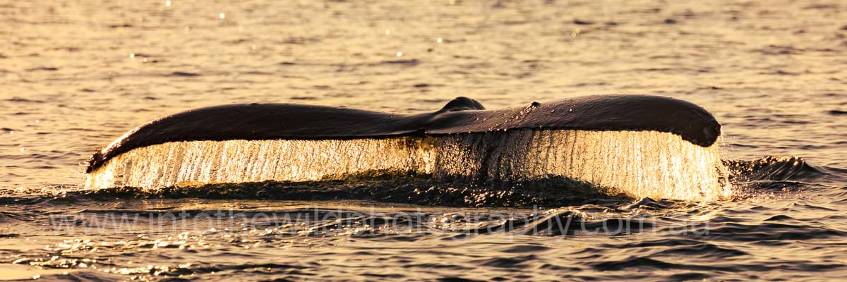 A humpback whale fluke in the golden light of sunset