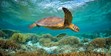 ITWP_24-4 Green Sea Turtle
