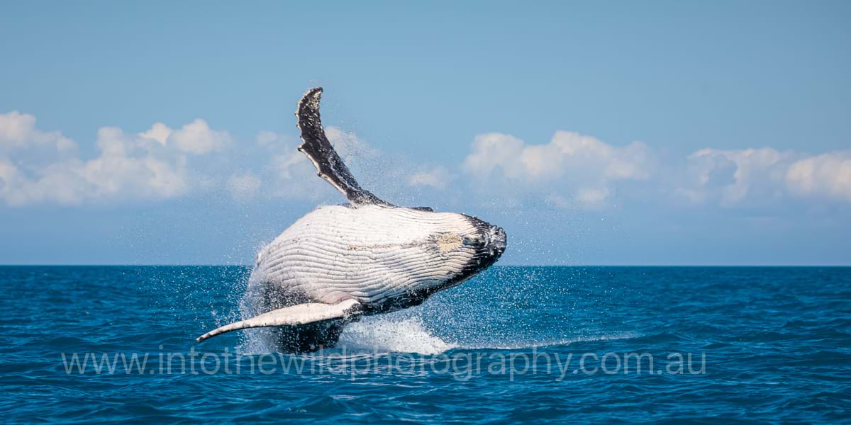 ITWP_24-5 Humpback Whale Breach
