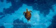 ITWP_24-7 Green Sea Turtle