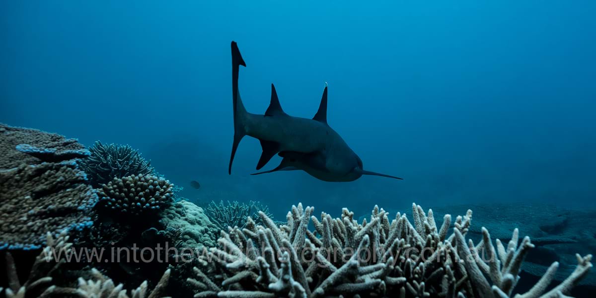 ITWP_24-9 White Tipped Reef Shark