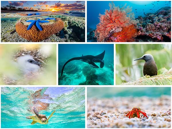 Lady Elliot Island Photos