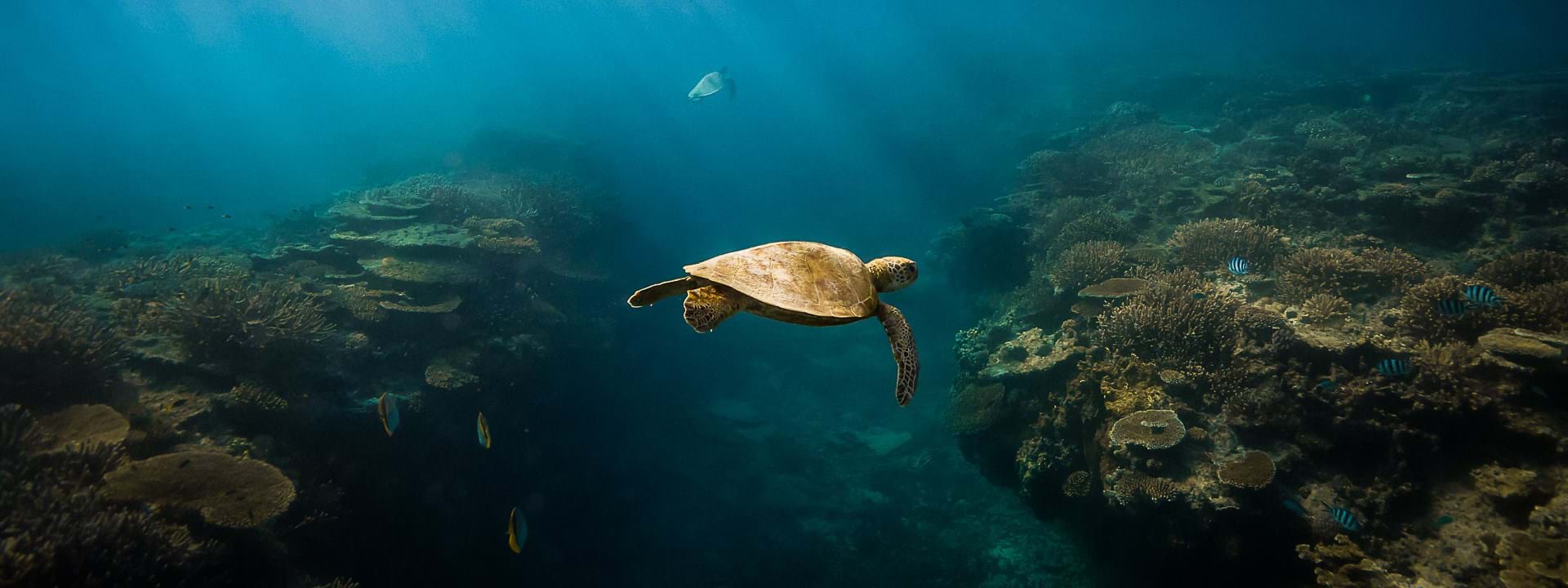 Lady Elliot Island, Green Sea Turtle